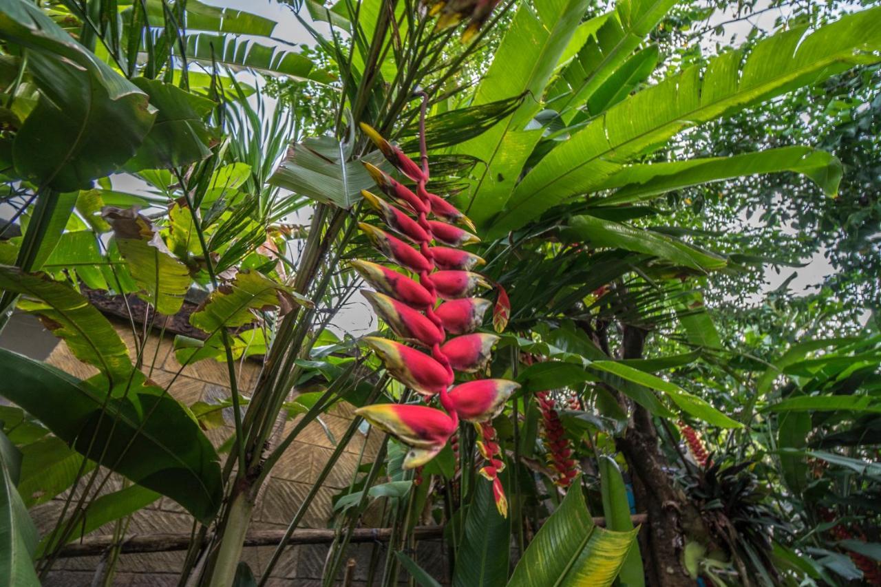Tegar Guest House Ubud المظهر الخارجي الصورة